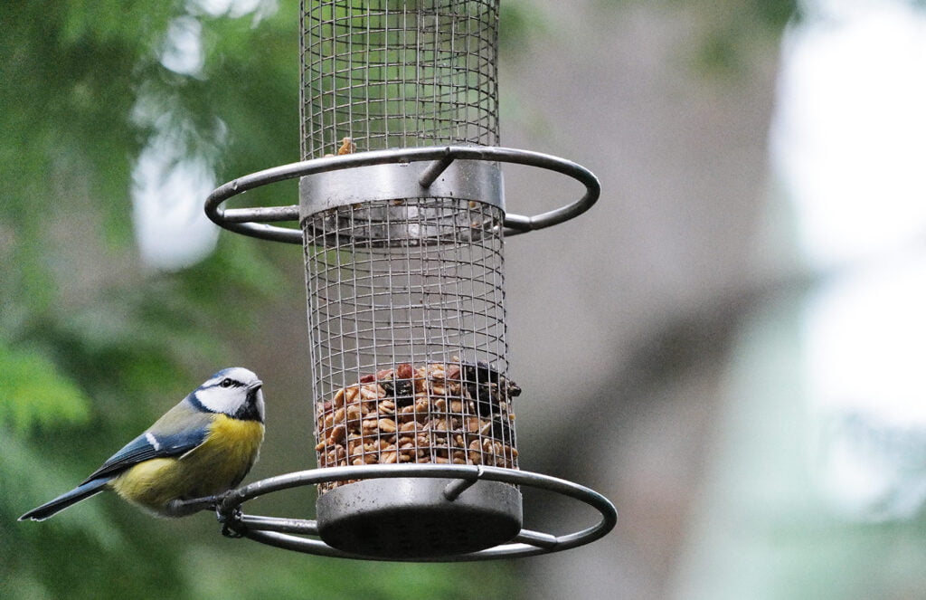 Vogel Portrait mit der Leica SL2 und 400mm Brennweite