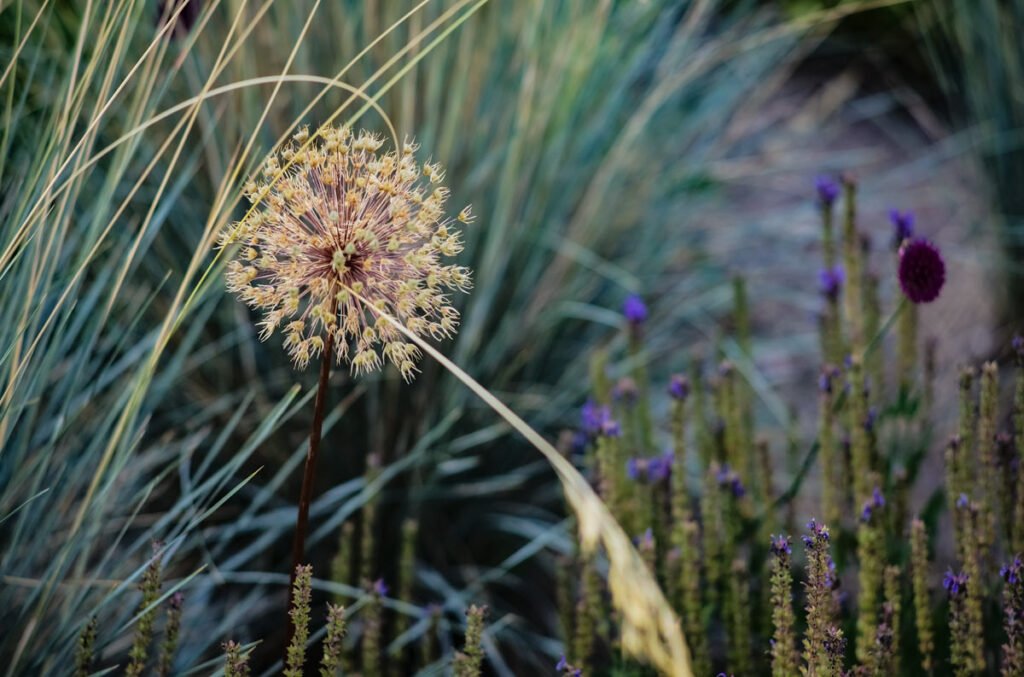 Leica Summarit-M 90mm: Blumen am Wegesrand