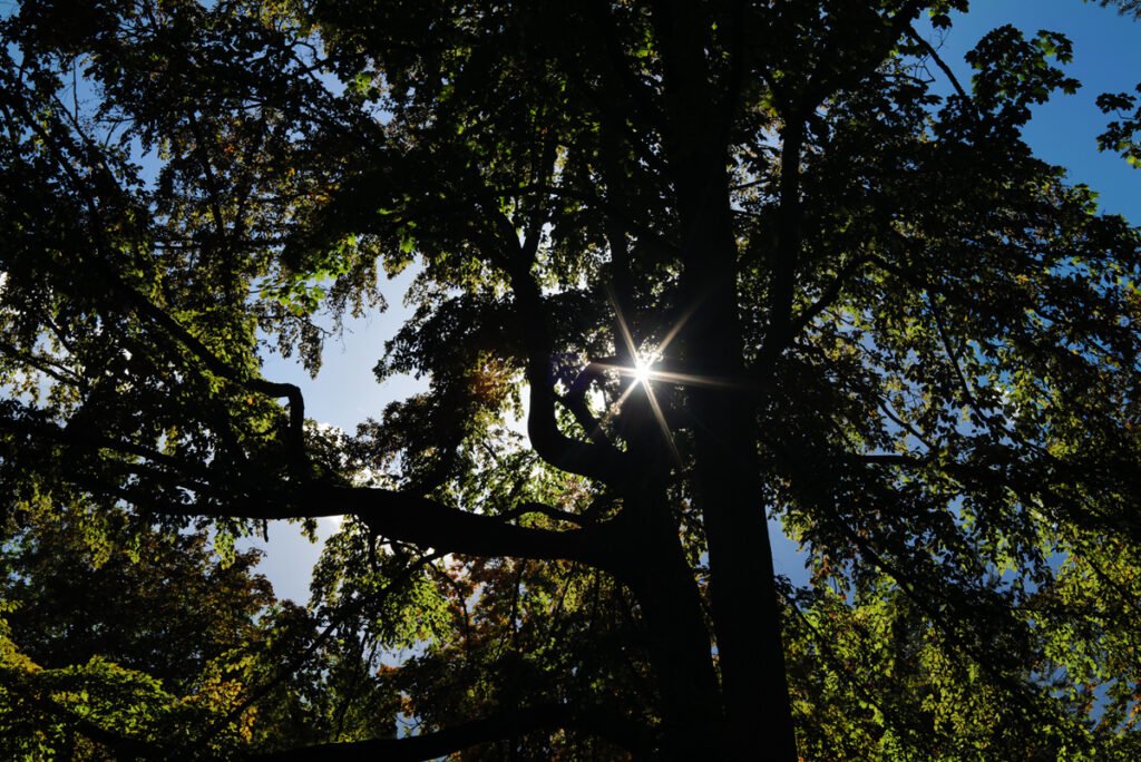Leica Summicron-R 2,0/50 mm, Sonnenstern bei Blende 16