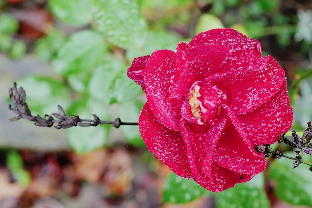 Nahaufnahme einer Rose