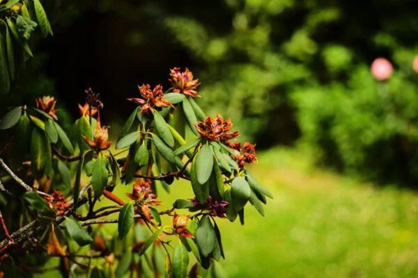 Verwelkte Blumen im Garten fotografiert mit Leica M9-P