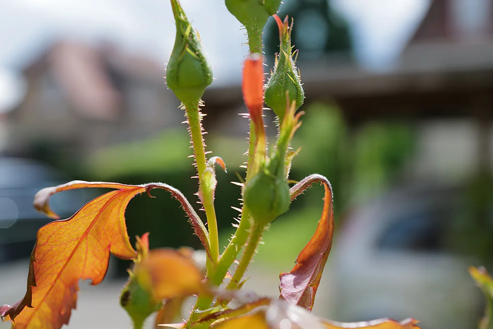 Makroaufnahme mit der Leica Q3 28 mm – Rosenknospen im Gegenlicht